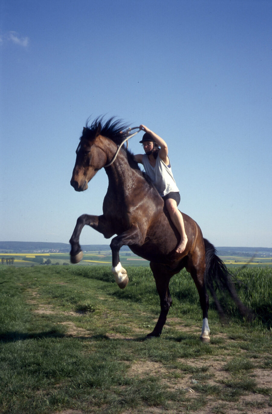 steigendes Pferd mit Reiterin